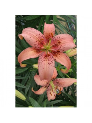 Лилиум 'Morpho Pink' LL113